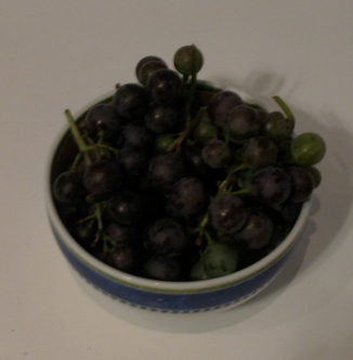 grapes from grapevines